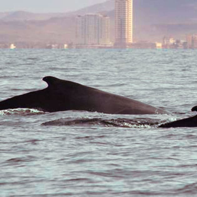 Observar las ballenas